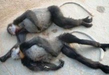 Hai con voọc Chà vá bị bắn chết Hai con voọc Chà vá bị bắn chết