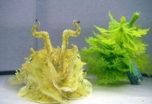 Khám phá tài năng biến hình của cá mực Khám phá tài năng biến hình của cá mực