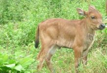 “Nguồn gen bò tót lai rất quý hiếm” "Nguồn gen bò tót lai rất quý hiếm"