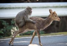 Chuyện "quái đản" trong tự nhiên: Loài khỉ Nhật Bản làm "chuyện ấy" với... hươu