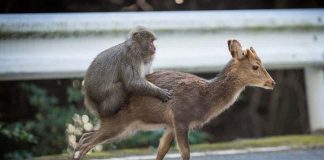 Chuyện "quái đản" trong tự nhiên: Loài khỉ Nhật Bản làm "chuyện ấy" với... hươu