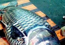 Cá hô khổng lồ sa lưới ngư dân