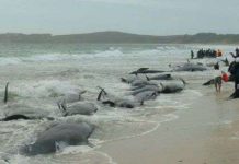 Cá voi hoa tiêu chết hàng loạt do bị mắc cạn tại New Zealand