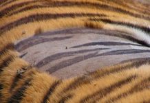 Bạn sẽ cực bất ngờ khi biết lớp da dưới bộ lông sọc vằn của hổ như thế nào Bạn sẽ cực bất ngờ khi biết lớp da dưới bộ lông sọc vằn của hổ như thế nào