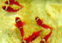 Sinh sản nhân tạo cá cảnh biển