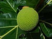 Phương pháp thu hoạch và bảo quản mít tố nữ Phương pháp thu hoạch và bảo quản mít tố nữ