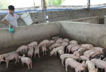 Kỹ thuật chăn nuôi lợn thịt sạch bằng men ủ vi sinh