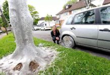 Tỉnh dậy thấy lớp màng kinh dị che phủ ô tô, cây cối