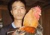 Gà 7 cựa trên đất Tổ