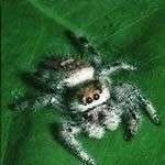 Muỗi cung cấp máu cho nhện Muỗi cung cấp máu cho nhện