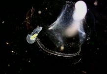 Chân dung “kẻ vận chuyển thức ăn” cho đáy đại dương