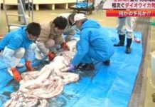 Mực ống khổng lồ ở Nhật