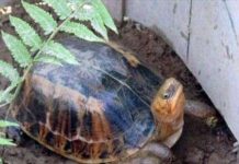 Cứu sống 34 cá thể rùa quý hiếm