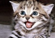 Giải mã các vết vằn trên lông loài mèo