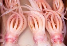 Quả bom nằm trong bụng mực ống