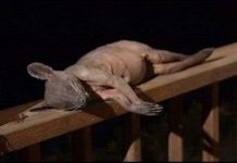 Quái vật Chupacabra được tìm thấy ở Mỹ?