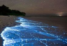 Bí ẩn sinh vật khiến biển đêm sáng lung linh Bí ẩn sinh vật khiến biển đêm sáng lung linh