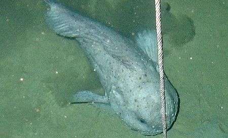 Loài cá được bình chọn là chuẩn mực của cái xấu