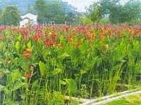 Biện pháp làm sạch hồ bằng hoa của Trung Quốc