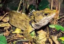 Thằn lằn cổ - Kỳ nhông (Sphenodon punctatus)