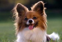 Chó có thể tìm ra lỗi trong phép tính đơn giản