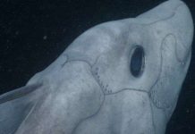 Cá mập ma lần đầu được ghi hình ở độ sâu 2.000m Cá mập ma lần đầu được ghi hình ở độ sâu 2.000m