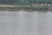 Cá heo "nhảy múa" trên sông