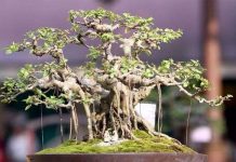 Kỹ thuật bón phân cho cây cảnh, hoa cảnh