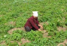 Chế phẩm từ vi khuẩn giúp tăng năng suất cây lạc