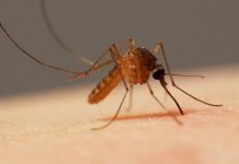 Những phát hiện thú vị về muỗi