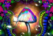 Nấm ảo giác tác động đến cơ thể bạn như thế nào?