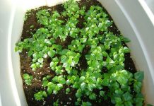 Cách trồng và chăm sóc rau càng cua tại nhà vô cùng đơn giản