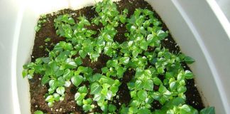 Cách trồng và chăm sóc rau càng cua tại nhà vô cùng đơn giản