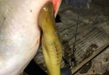 Bắt được “quái vật hút máu” với răng ma cà rồng ở Hà Nội