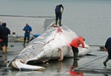 Vì sao người Nhật Bản cứ đi đánh bắt cá voi về ăn?