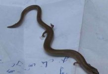 Phát hiện "rắn lạ" 4 chân tại Khánh Hòa