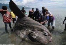 Cá mặt trăng khổng lồ trôi dạt vào bờ biển Indonesia