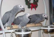 Vẹt thông minh như người