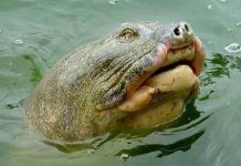 Làm thế nào để đưa Cụ Rùa lên bờ khám bác sĩ?