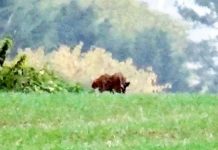 Phát hiện quái thú giống linh miêu rình rập cạnh sân chơi trẻ em