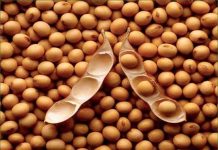 Phục tráng thành công giống đậu tương ở Nam Đàn