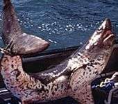 Phát hiện cá mập máu nóng