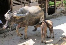 Xôn xao trâu mẹ sinh 2 con nghé