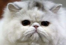 Iran sẽ đưa mèo lên không gian Iran sẽ đưa mèo lên không gian