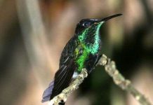 2500 loài chim có thể tuyệt chủng vì biến đổi khí hậu