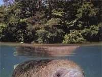 Lời khẩn cầu của mỹ nhân ngư