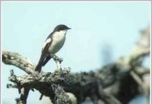 Chim cũng biết bắt chước