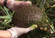 Sinh vật hình bộ não dẻo như thạch lộ dưới hồ Canada