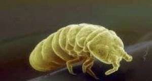 Khả năng sống sót trong môi trường đóng băng của bọ đuôi bật