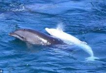 Cá heo tự sát vì mất con